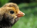 Gold laced Polish chick