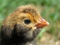 Gold laced Polish chick