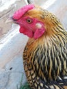 Gold laced Wyandotte profile