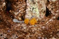 The gold leaf on the back of Buddha statue in temple of Thailand