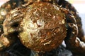 The gold leaf on the back of Buddha statue in temple of Thailand. Royalty Free Stock Photo