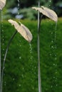 Gold leaf water feature