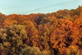 Gold of leaves in autumn forest treetops Royalty Free Stock Photo