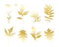 Gold leaves isolated , set leave and camomile, white background.