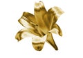 Gold lily Royalty Free Stock Photo