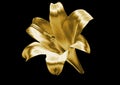 Gold lily