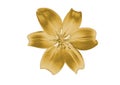 Gold lily Royalty Free Stock Photo