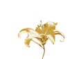 Gold lily Royalty Free Stock Photo