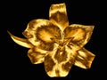 Gold Lily flower isolated on black background Royalty Free Stock Photo