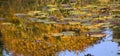 Gold Lily Pads Water Reflections Van Dusen Gardens Royalty Free Stock Photo