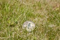 Gold litecoin in grass