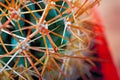 Gold long curved sharp spines cactus. Beautiful hook-shaped dangerous spikes. Close-up long thorns.