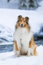 Long haired rough collie sitting, winter cold weather outside Royalty Free Stock Photo