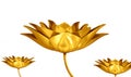 GOLD LOTUS GLITTERING FOR FESTIVE Royalty Free Stock Photo