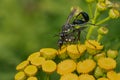 Gold-marked Thread-waisted Wasp - Eremnophila aureonotata