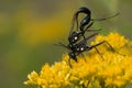 Gold-marked Thread-waisted Wasp - Eremnophila aureonotata