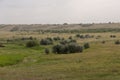 Gold meadow with lonely green trees far away and blue calm tender sky above. Yellow dry grass. Electric poles in the field. Travel