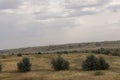 Gold meadow with lonely green trees far away and blue calm tender sky above. Yellow dry grass. Electric poles in the field. Travel