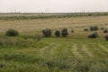 Gold meadow with lonely green trees far away and blue calm tender sky above. Yellow dry grass. Electric poles in the field. Travel