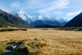 Gold Meadow with Mount Sefton Backdrop Royalty Free Stock Photo