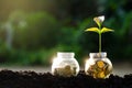 Gold medal Coin tree Glass Jar Plant growing from coins outside the glass jar on blurred green natural background money saving and