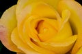 Gold Medal Rose Flower Closeup Royalty Free Stock Photo