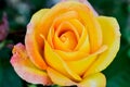 Gold Medal Rose Flower Macro Royalty Free Stock Photo