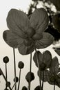 Gold medallion tree flower in black and white