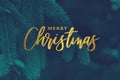 Gold Merry Christmas Calligraphy Holiday Script with Evergreen Background Royalty Free Stock Photo