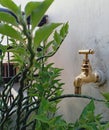 Gold metallic outdoor water tap with green plants around it