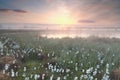 Gold misty sunrise over swamp with cotton-grass