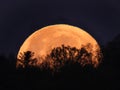 Golden moonset slides down behind tree silhouettes.