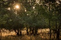 Gold morning sun shine through pear tree leaves, silhouette of