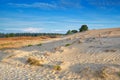 Gold morning sunlight over sand dunes