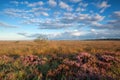 Gold morning sunshine over marsh with heather