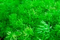 Gold moss found in natural wet area. Which as the background