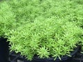 Gold moss sedum, green grass pattern