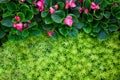 Gold moss sedum texture background