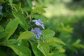 Gold mound leaves. Also called Sinyo nakal, Duranta erecta, teh-tehan, alba, aurea, geisha girl, sapphire showers and variegata