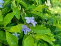 Gold mound leaves. Also called Sinyo nakal, Duranta erecta, teh-tehan, alba, aurea, geisha girl, sapphire showers and variegata