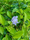 Gold mound leaves. Also called Sinyo nakal, Duranta erecta, teh-tehan, alba, aurea, geisha girl, sapphire showers and variegata