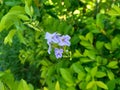 Gold mound leaves. Also called Sinyo nakal, Duranta erecta, teh-tehan, alba, aurea, geisha girl, sapphire showers and variegata