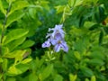 Gold mound leaves. Also called Sinyo nakal, Duranta erecta, teh-tehan, alba, aurea, geisha girl, sapphire showers and variegata