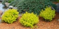 Gold Mound Spirea Landscaping Shrubs Royalty Free Stock Photo