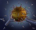 The gold nanoparticle with antibodies conjugated Royalty Free Stock Photo