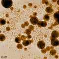 Gold nanoparticles with bimodal distribution Royalty Free Stock Photo
