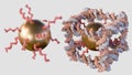 gold nanoparticles conjugated inside of DNA cube shape