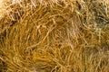 Gold natural straw texture in suuny day