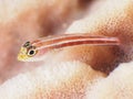 Gold Neon Pygmy Goby