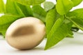 Gold nest egg against fresh, spring green of citrus leaves